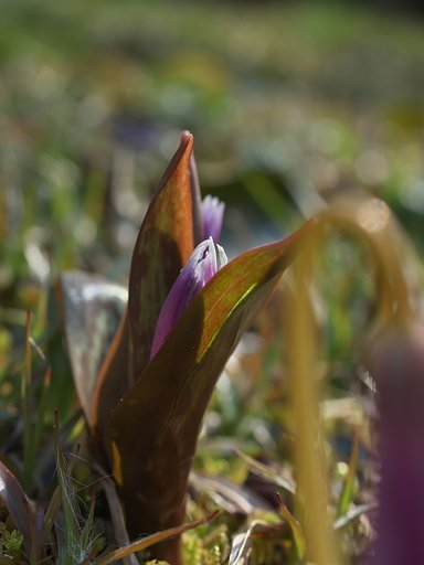 ED 30mm F3.5 Macro