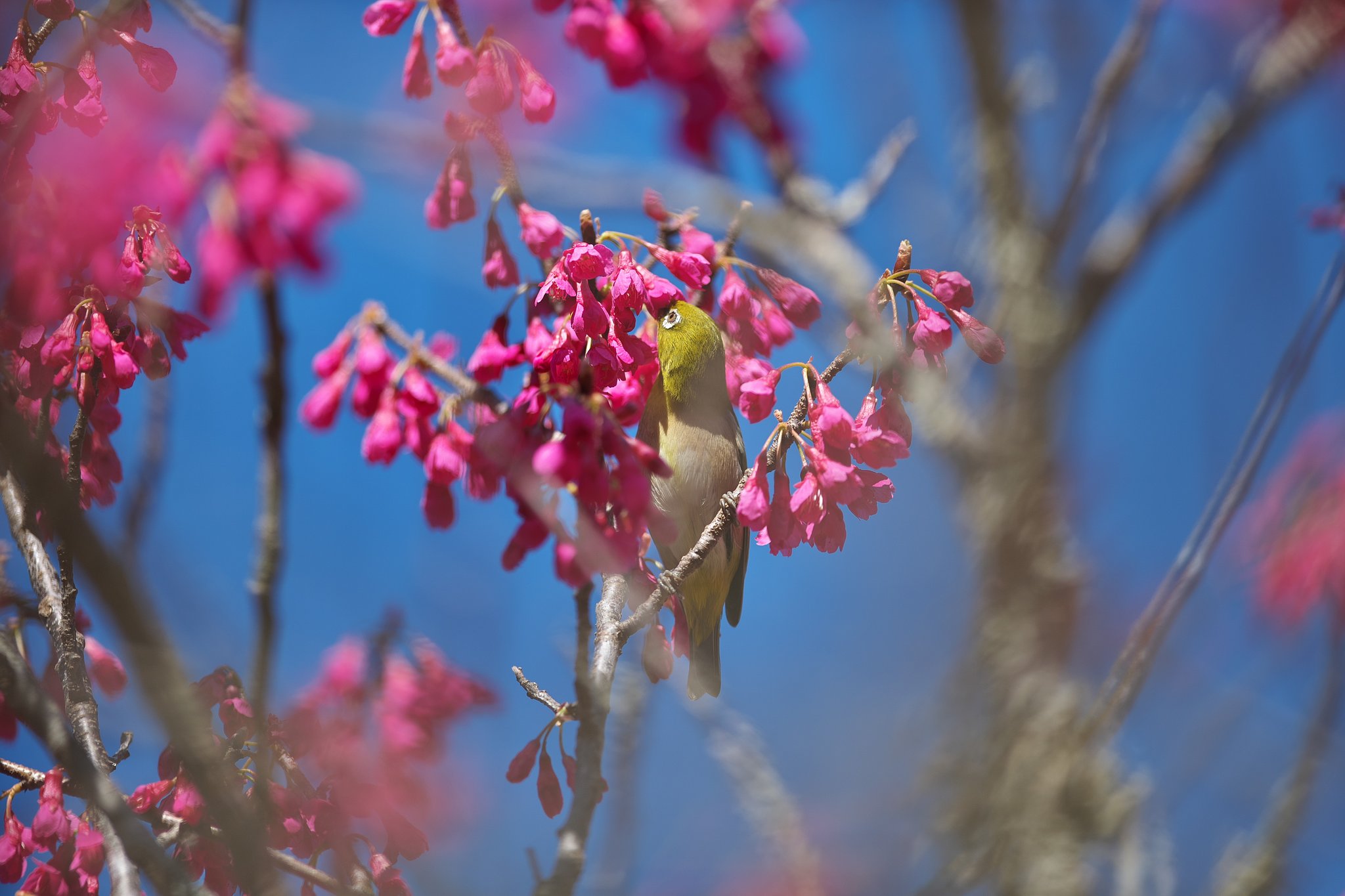 EF300mm F2.8L IS