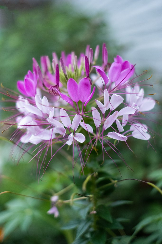 FUJINON XF35mm F1.4 R