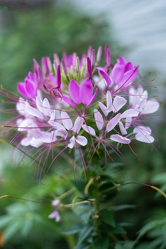 FUJINON XF35mm F1.4 R