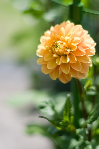 PENTAX-DA 50mmF1.8