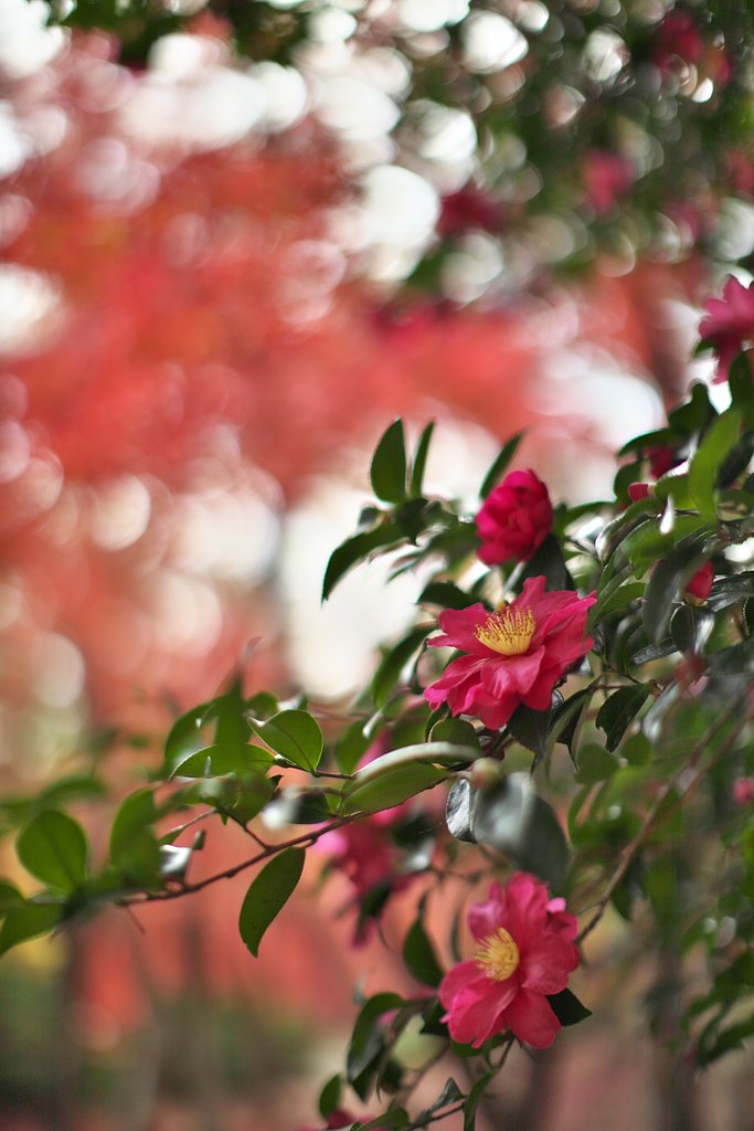 EF50mm F1.2 L