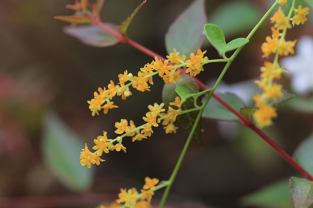 【だいだい】カエデドコロの雄花