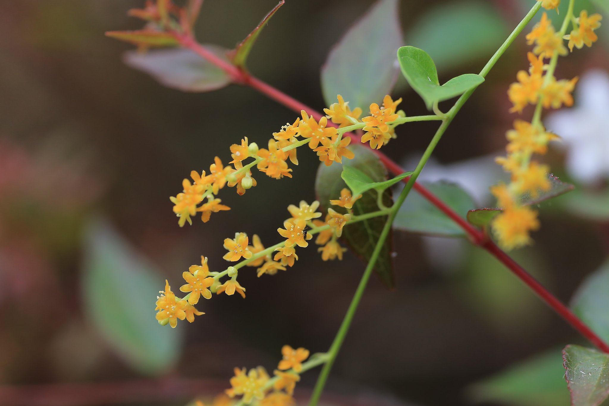 【だいだい】カエデドコロの雄花