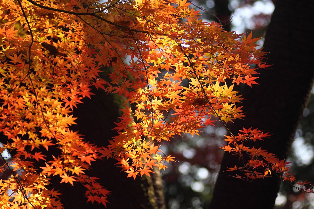 紅葉