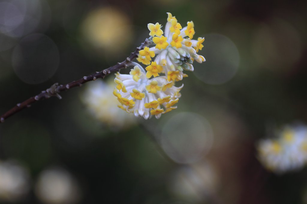 ミツマタ