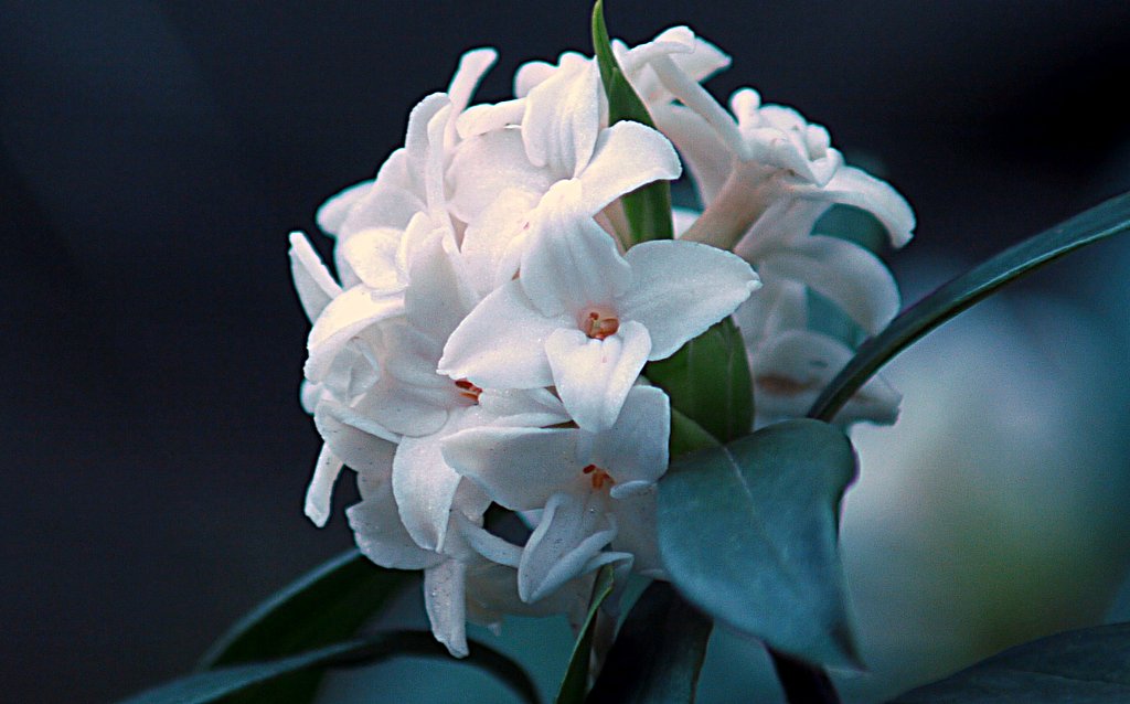 沈丁花