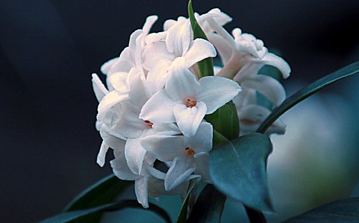 沈丁花