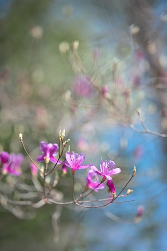 EF70-200mm F2.8L IS Ⅱ