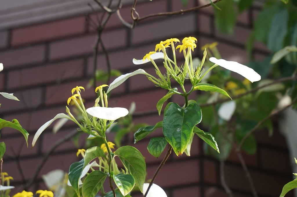 近所の花