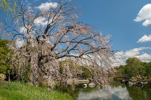 今年初の枝垂れ桜