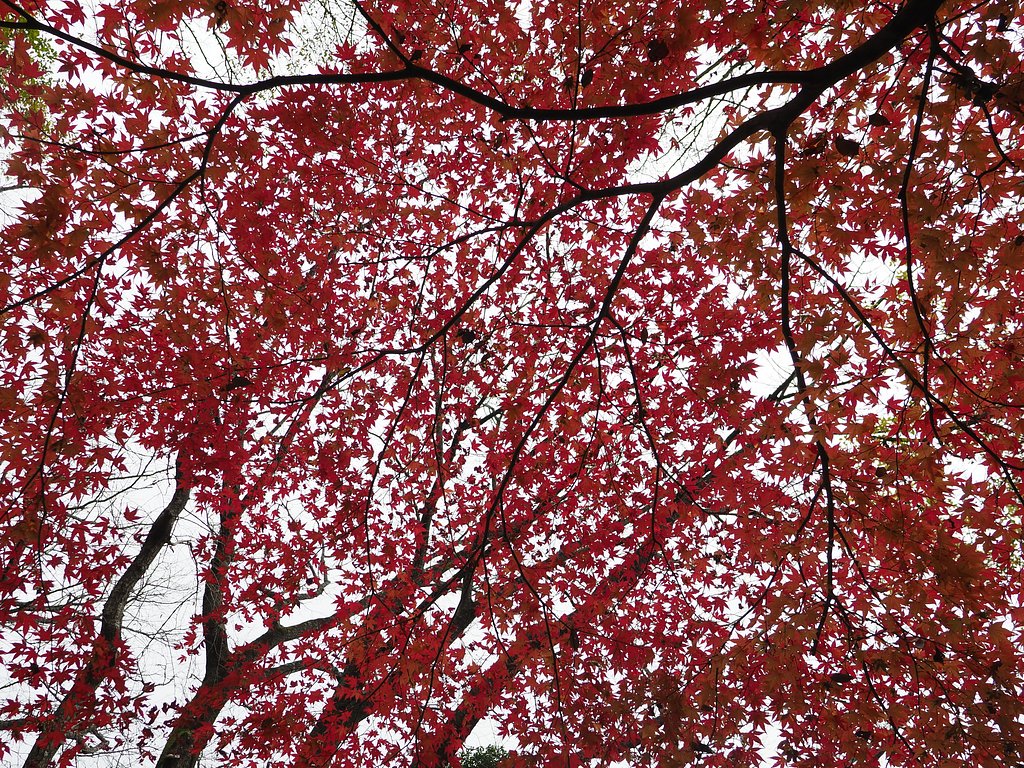 ◎Pana-LEICA DG SUMMILUX 12mm/F1.4 ASPH.