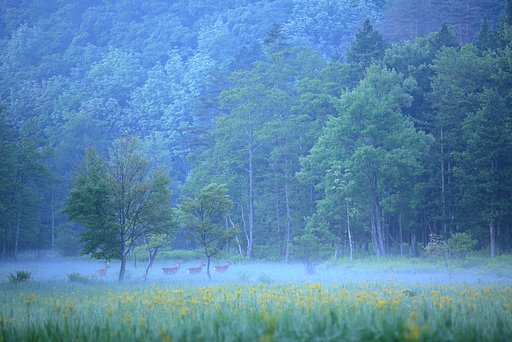 いのち木霊す居谷里