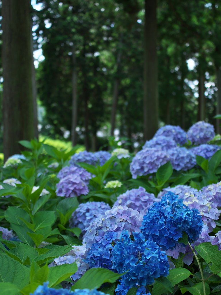 ED 30mm F3.5 Macro