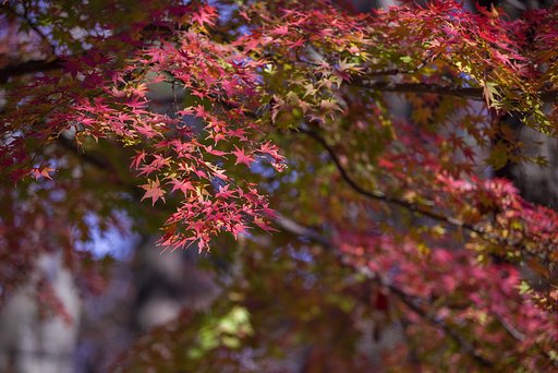 普通にモミジ