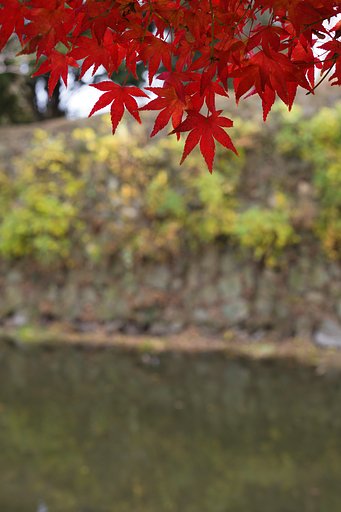 Milvus50mmF1.4 