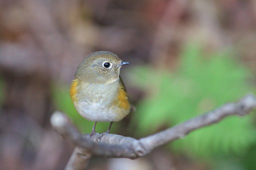 ルリビタキ♀