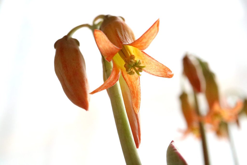 嫁入娘の花