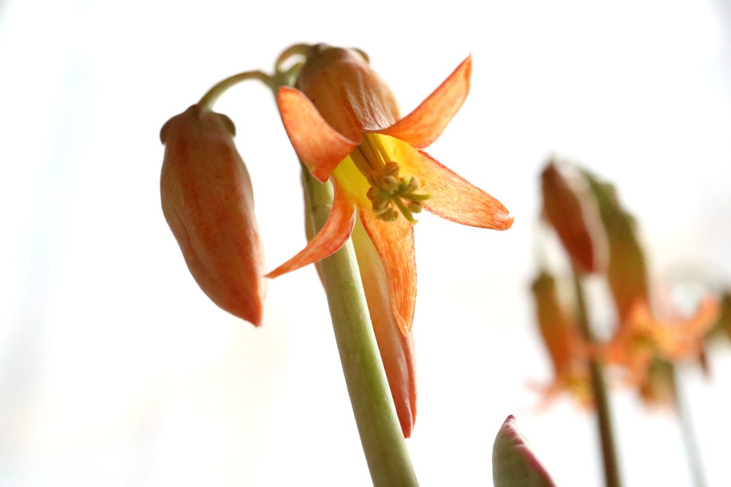 嫁入娘の花