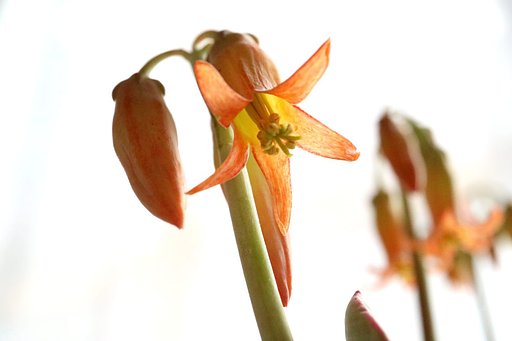 嫁入娘の花