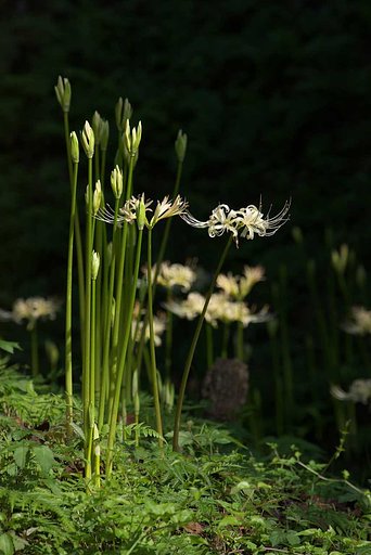 【小さな秋】白花彼岸花