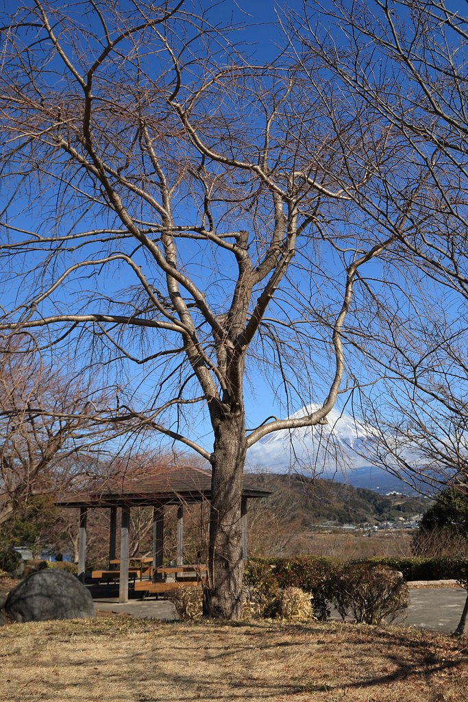 伐採希望
