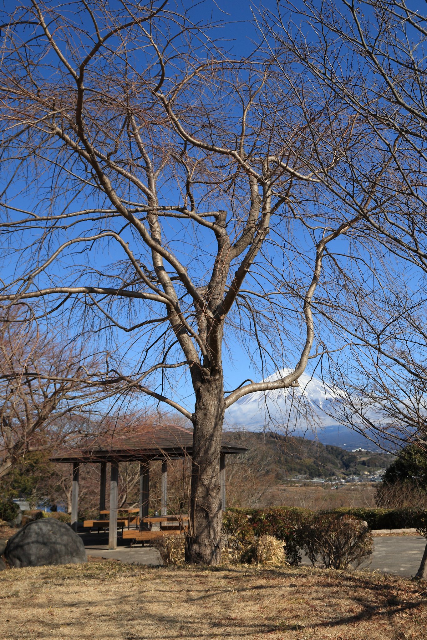 伐採希望