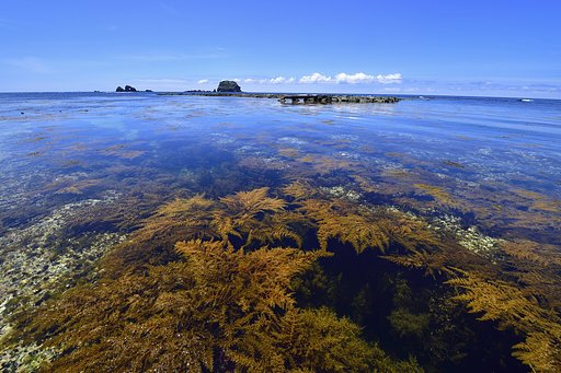初夏の飛島 2