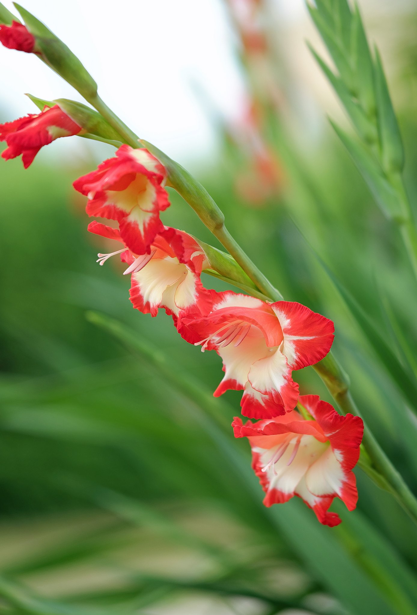 庭の花