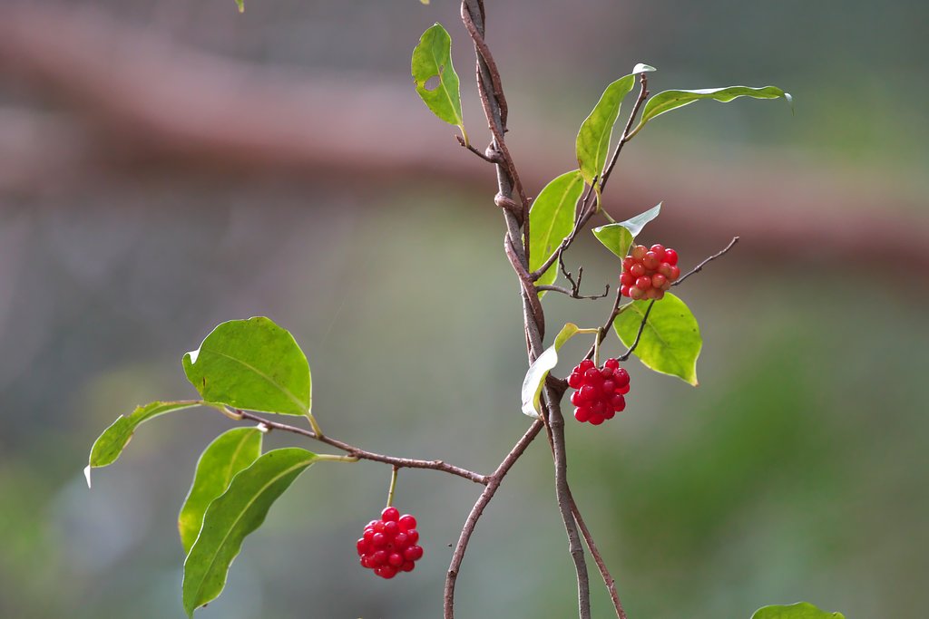 EF500mm F4L IS＋EF1.4xⅢ