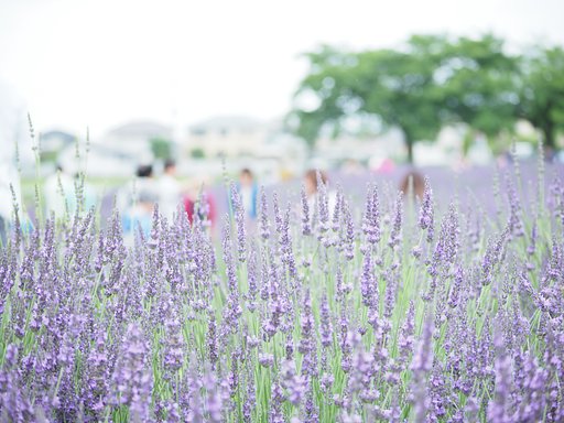 ◎Pana-LEICA DG VALIO ELMARIT 50-200mmF2.8-4 ASPH.