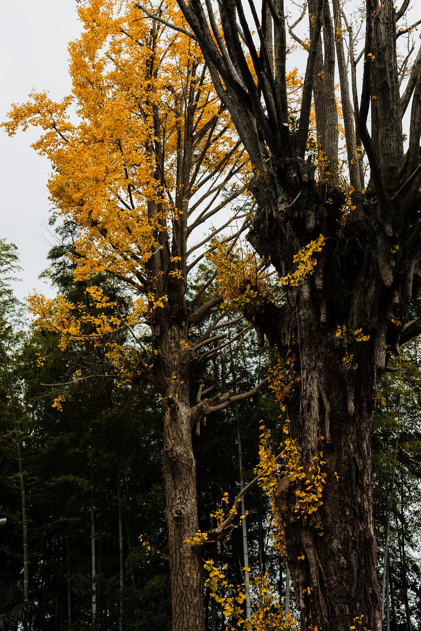 EF50mm f/1.2L USM