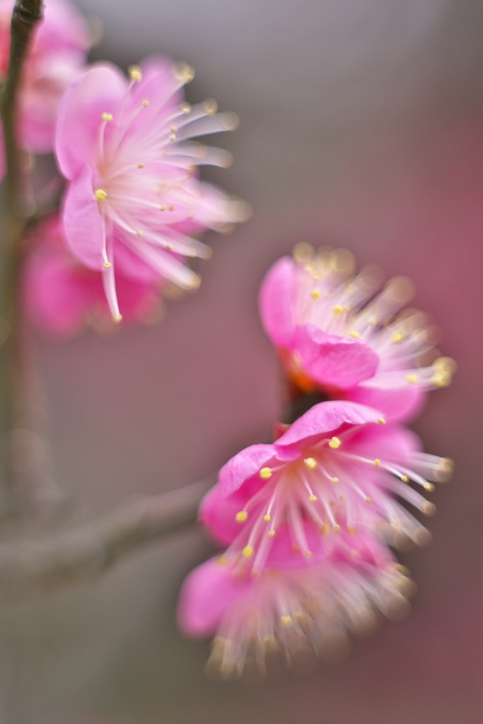 NIKKOR 50mm F2+EF25Ⅱ