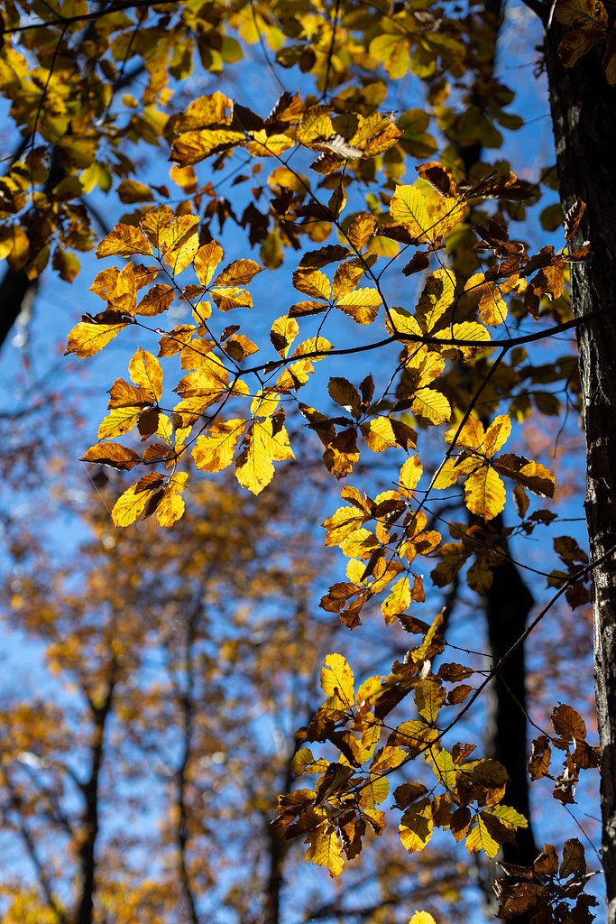 EF50mm f/1.2L USM