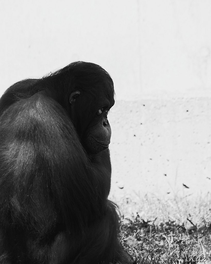 【白黒写真】望郷