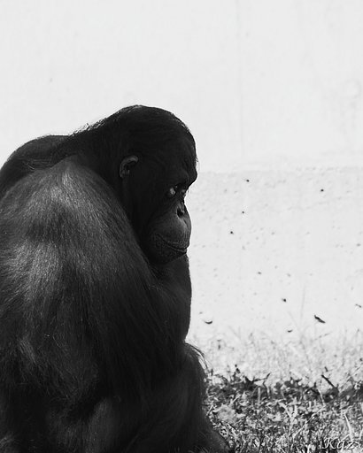 【白黒写真】望郷
