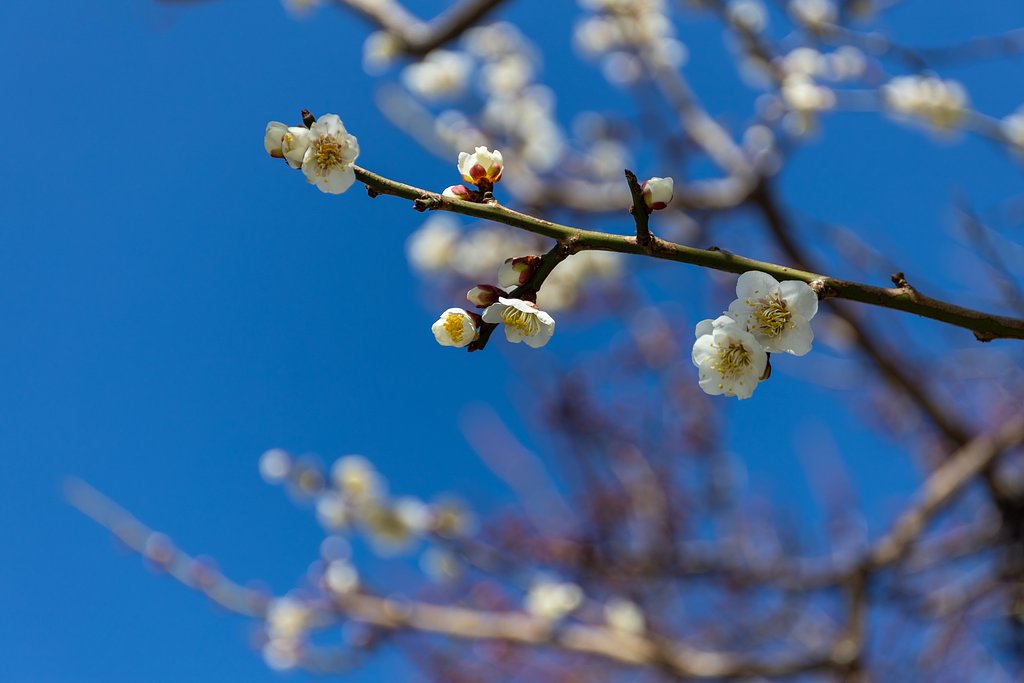 EF24-70mm f/4L IS USM
