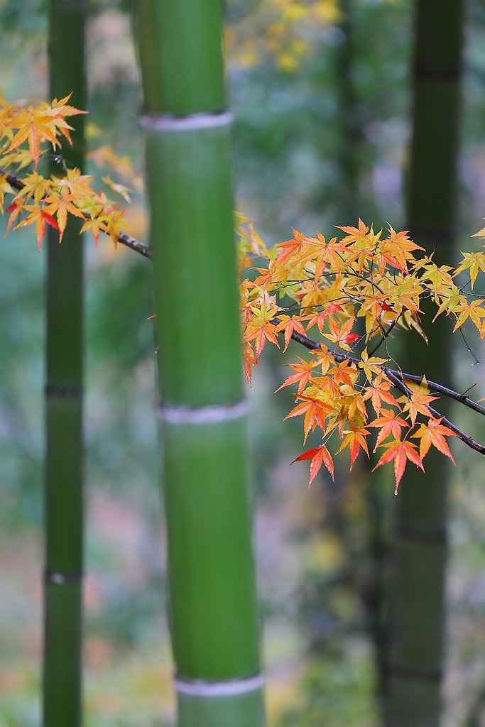 竹林の彩