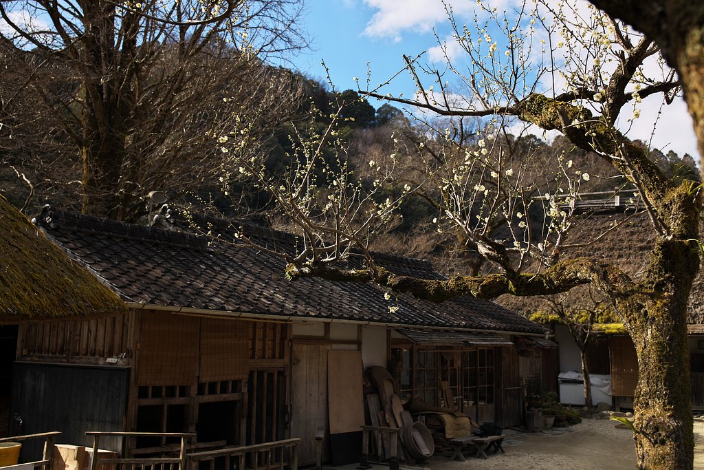 梅開花