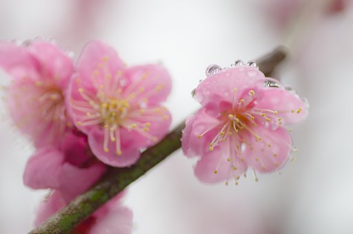 春雨を纏いてⅡ