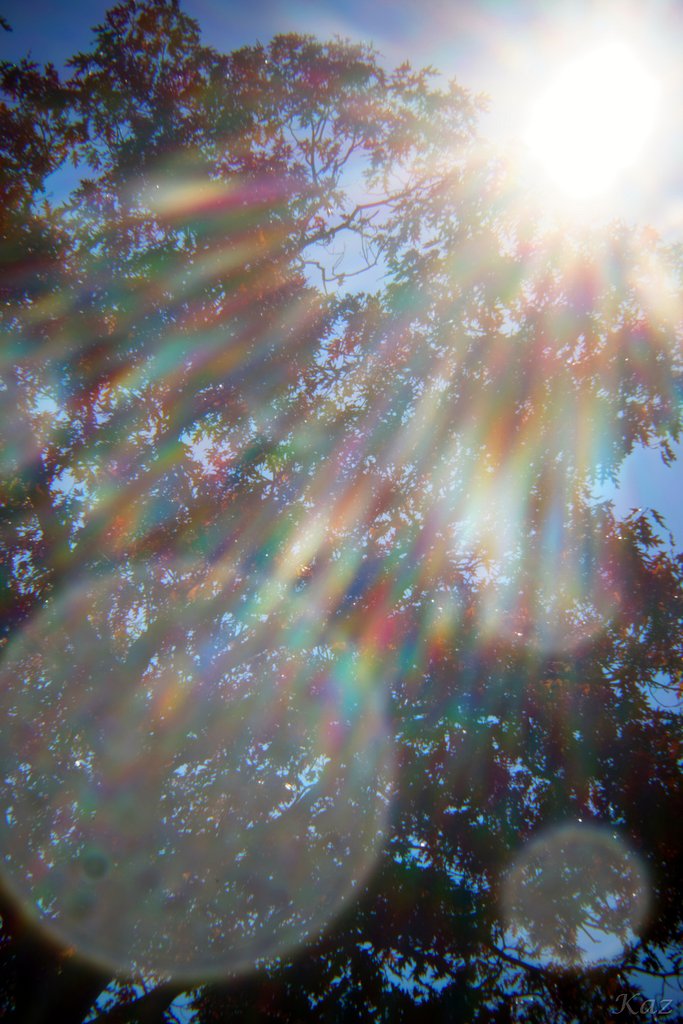 Holga 60mm f8