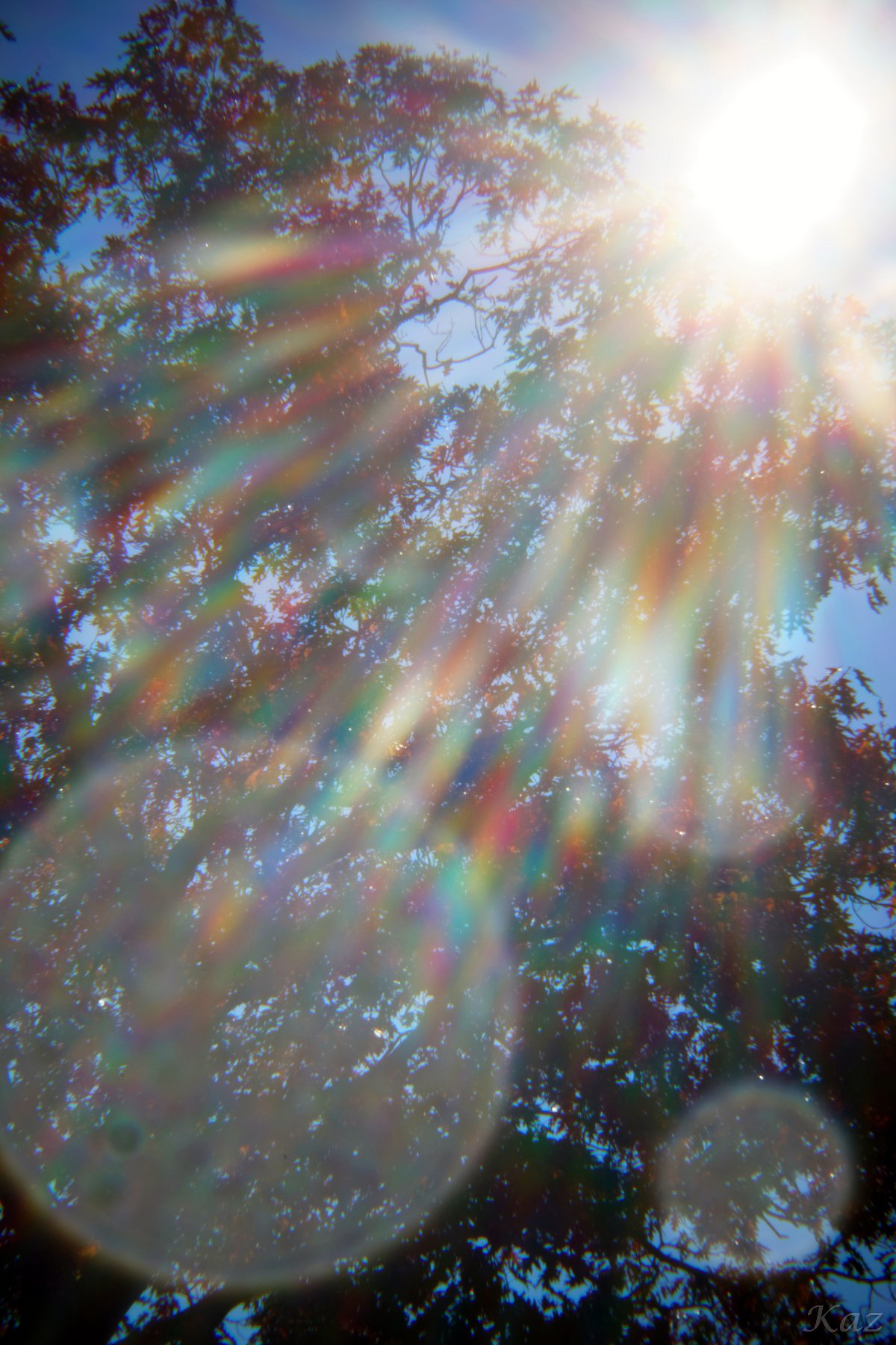 Holga 60mm f8