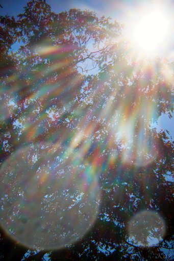 Holga 60mm f8