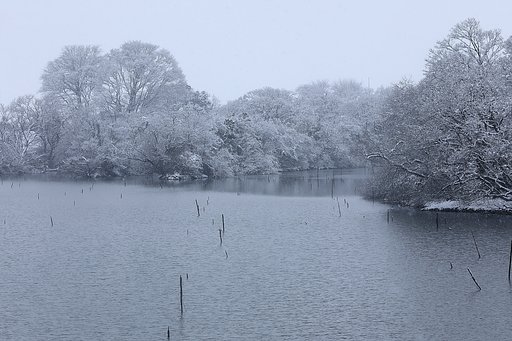 今朝は雪