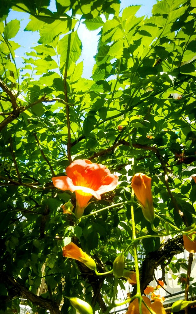 夏の始まり