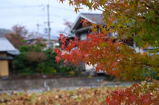 紅葉