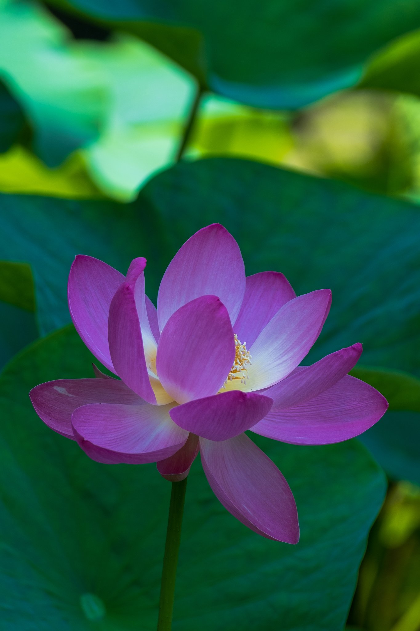 EF100-400mm F4.5-5.6 L IS