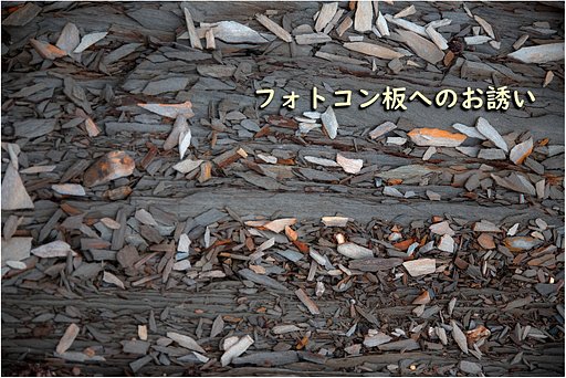 今月のフォトコンへのお誘い