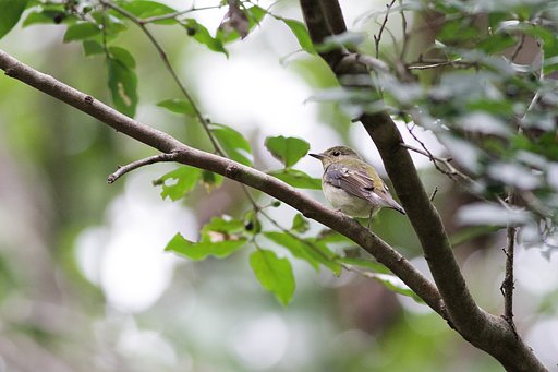 キビタキ♀