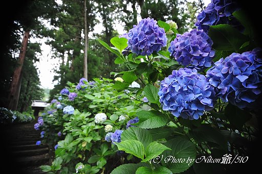 紫陽花寺